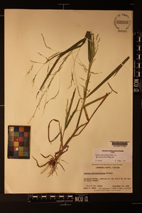 Panicum dichotomiflorum var. dichotomiflorum image