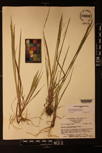 Panicum dichotomiflorum var. dichotomiflorum image