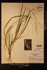 Panicum dichotomiflorum var. dichotomiflorum image