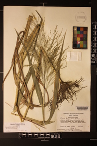 Panicum dichotomiflorum var. dichotomiflorum image