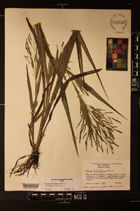 Panicum dichotomiflorum var. dichotomiflorum image