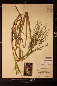 Panicum dichotomiflorum var. dichotomiflorum image