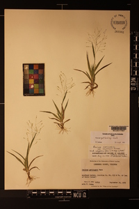 Panicum gattingeri image