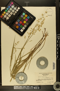 Melica mutica image