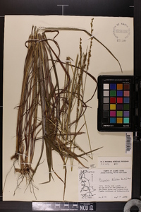 Paspalum bifidum image