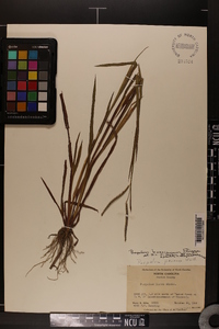 Paspalum boscianum image