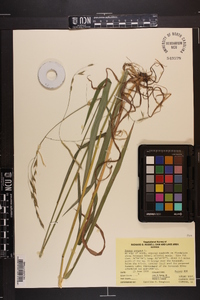 Bromus purgans image