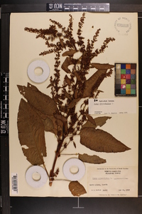 Rumex obtusifolius image