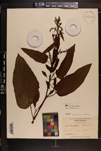 Rumex obtusifolius image