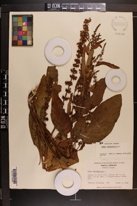 Rumex obtusifolius image