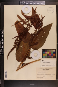 Rumex obtusifolius image