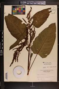 Rumex obtusifolius image