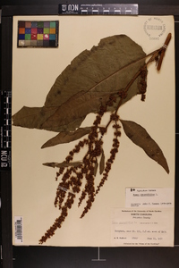 Rumex obtusifolius image