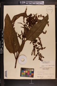 Rumex obtusifolius image