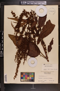 Rumex obtusifolius image