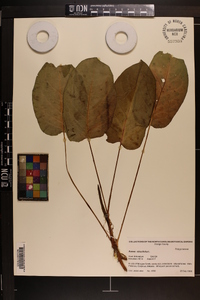 Rumex obtusifolius image