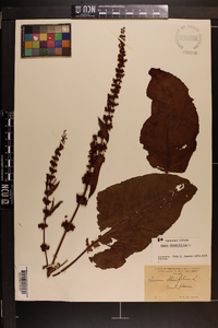 Rumex obtusifolius image