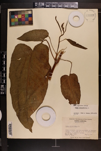 Rumex obtusifolius image