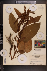 Rumex obtusifolius image