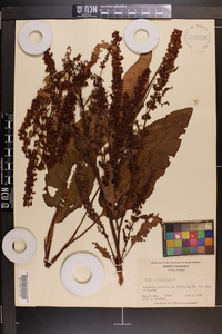 Rumex obtusifolius image