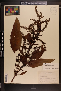 Rumex obtusifolius image