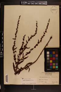 Rumex conglomeratus image