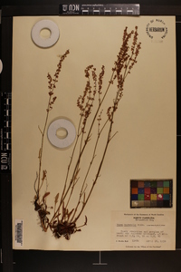 Rumex hastatulus image