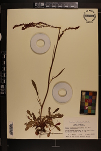 Rumex hastatulus image