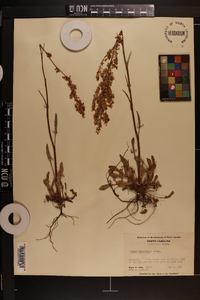 Rumex hastatulus image