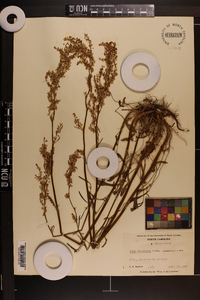 Rumex hastatulus image