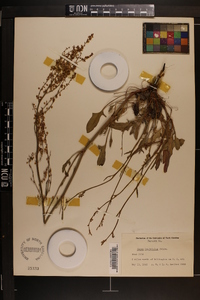 Rumex hastatulus image