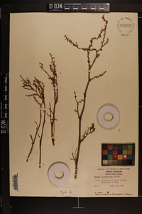 Rumex hastatulus image