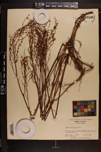 Rumex hastatulus image