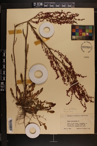 Rumex hastatulus image