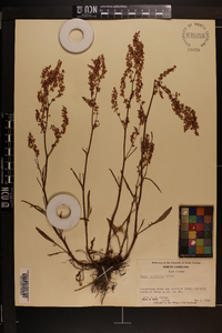 Rumex hastatulus image