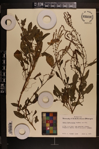 Rumex hastatulus image