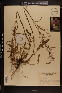 Rumex hastatulus image