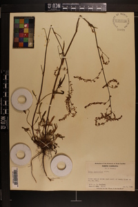 Rumex hastatulus image