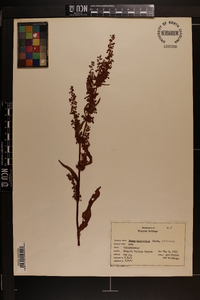 Rumex hastatulus image