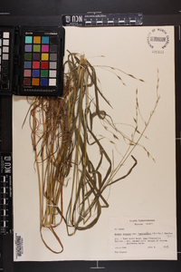 Bromus purgans image