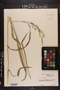 Bromus purgans image