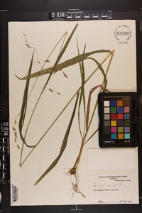 Bromus purgans image