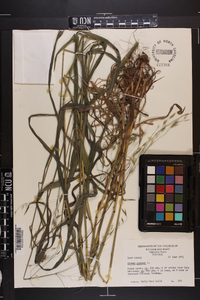 Bromus purgans image