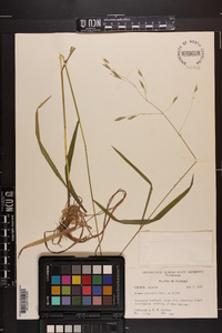 Bromus pubescens image