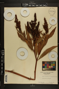 Rumex altissimus image