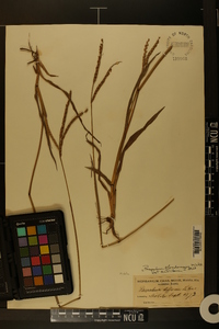 Paspalum floridanum image