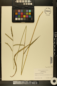 Paspalum dilatatum image