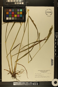 Paspalum dilatatum image