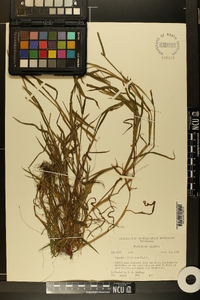 Paspalum dilatatum image