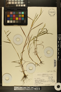 Paspalum dissectum image